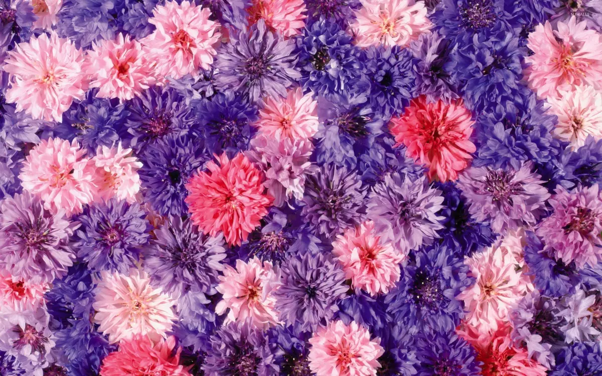 Chrysanthemum (1)