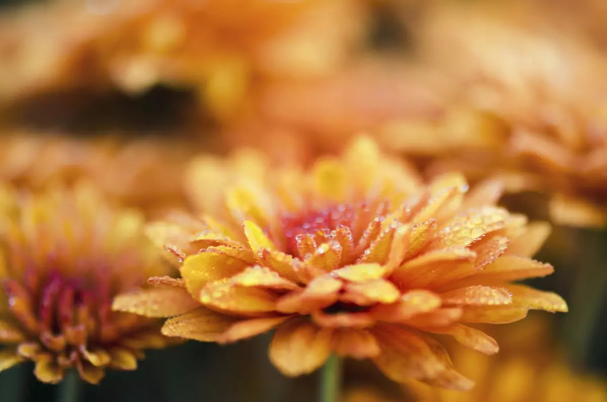Chrysanthemum (14)
