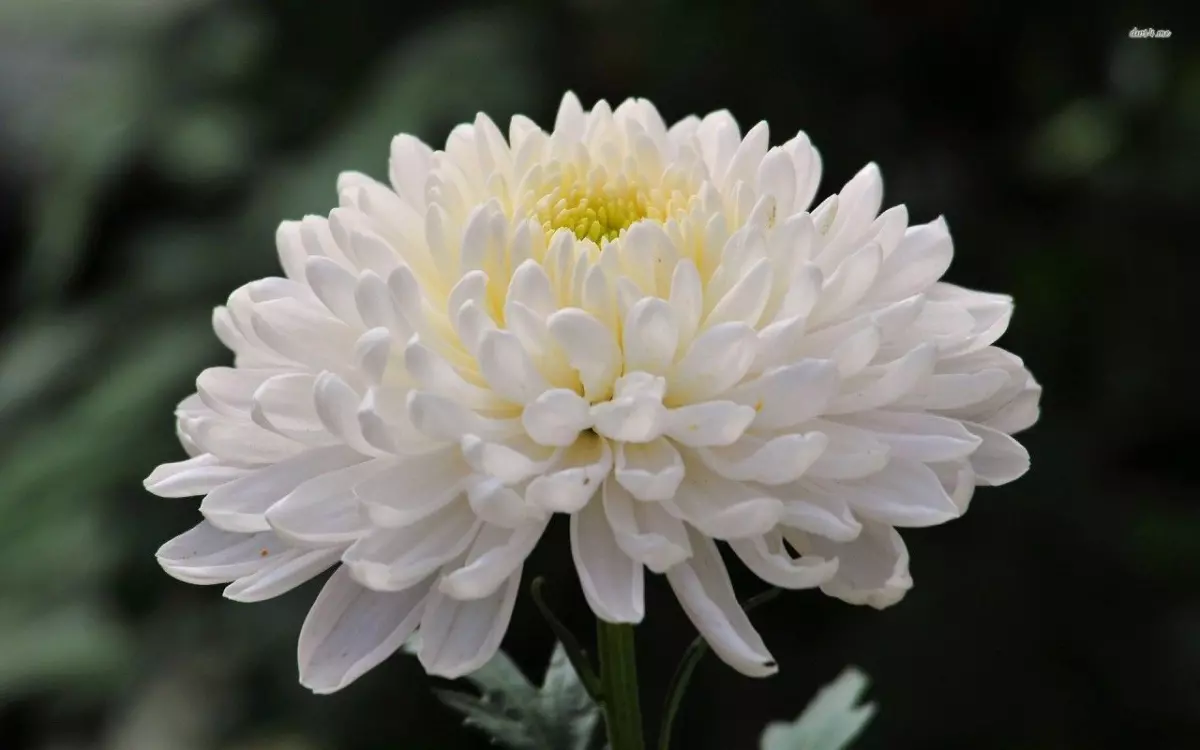 Chrysanthemum (20)