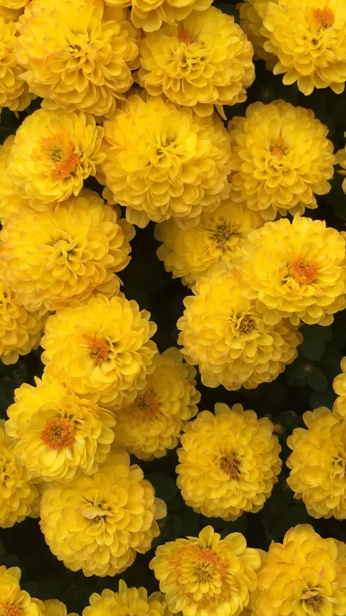 Chrysanthemum (22)
