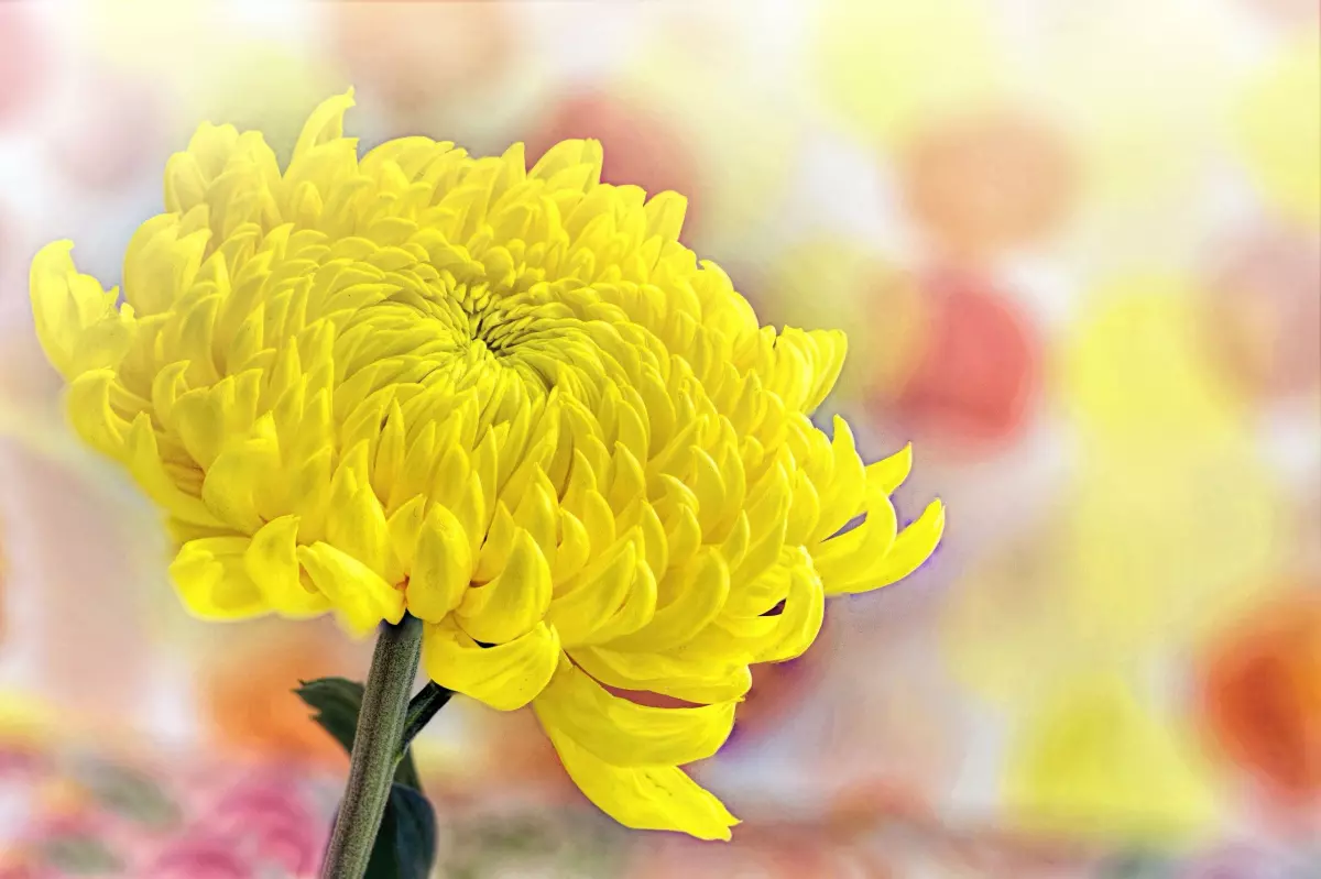 Chrysanthemum (26)