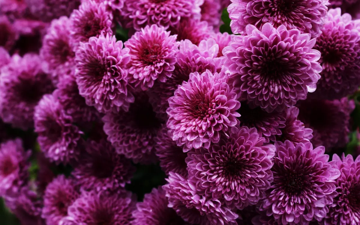 Chrysanthemum (29)