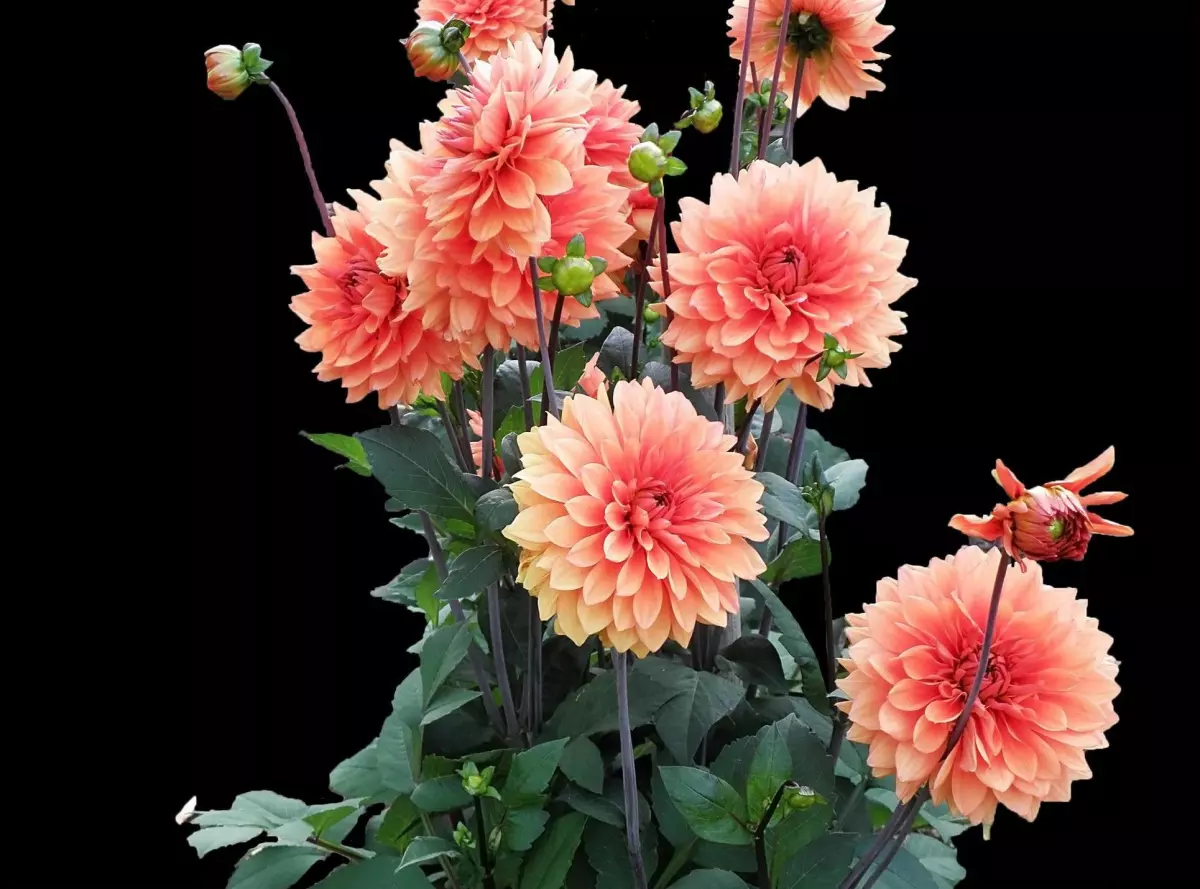 Chrysanthemum (33)