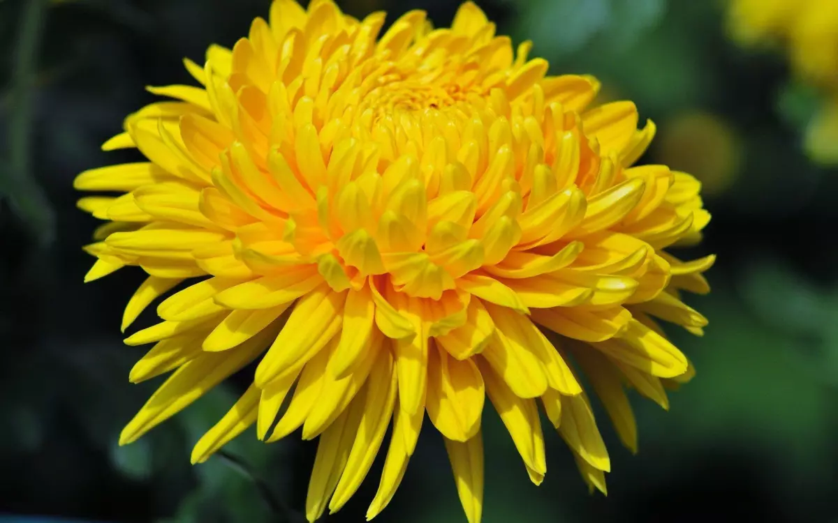 Chrysanthemum (39)