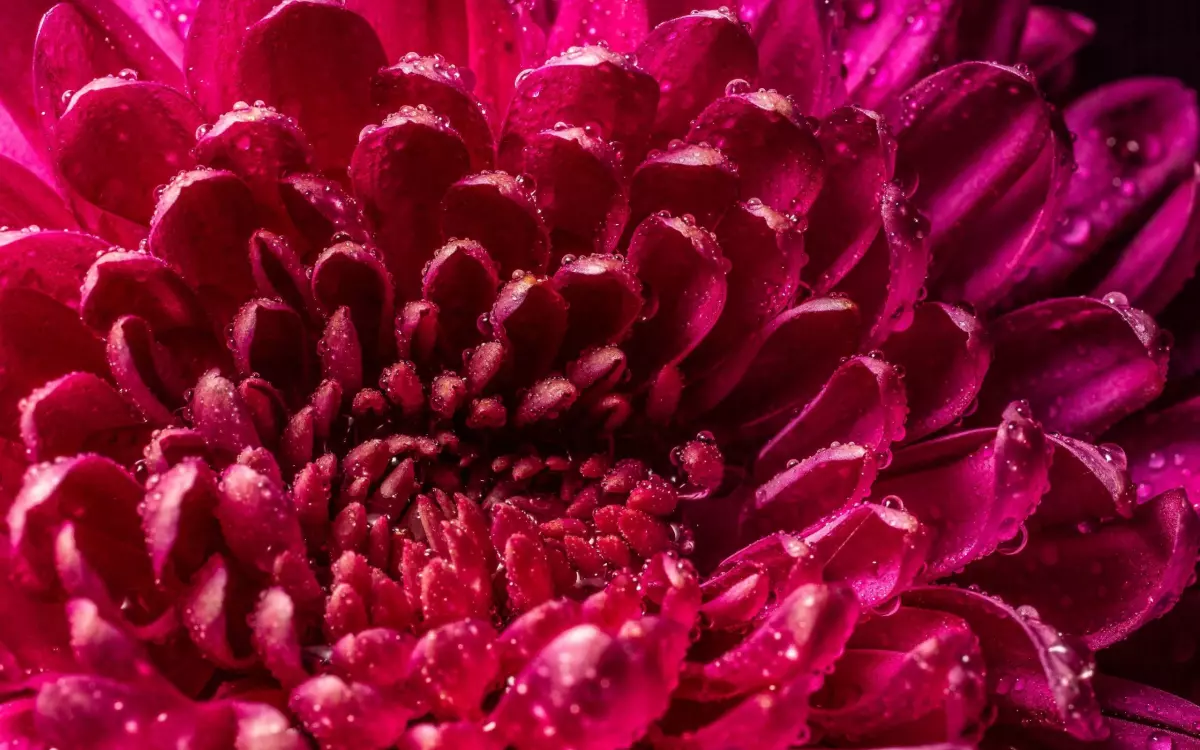 Chrysanthemum (41)