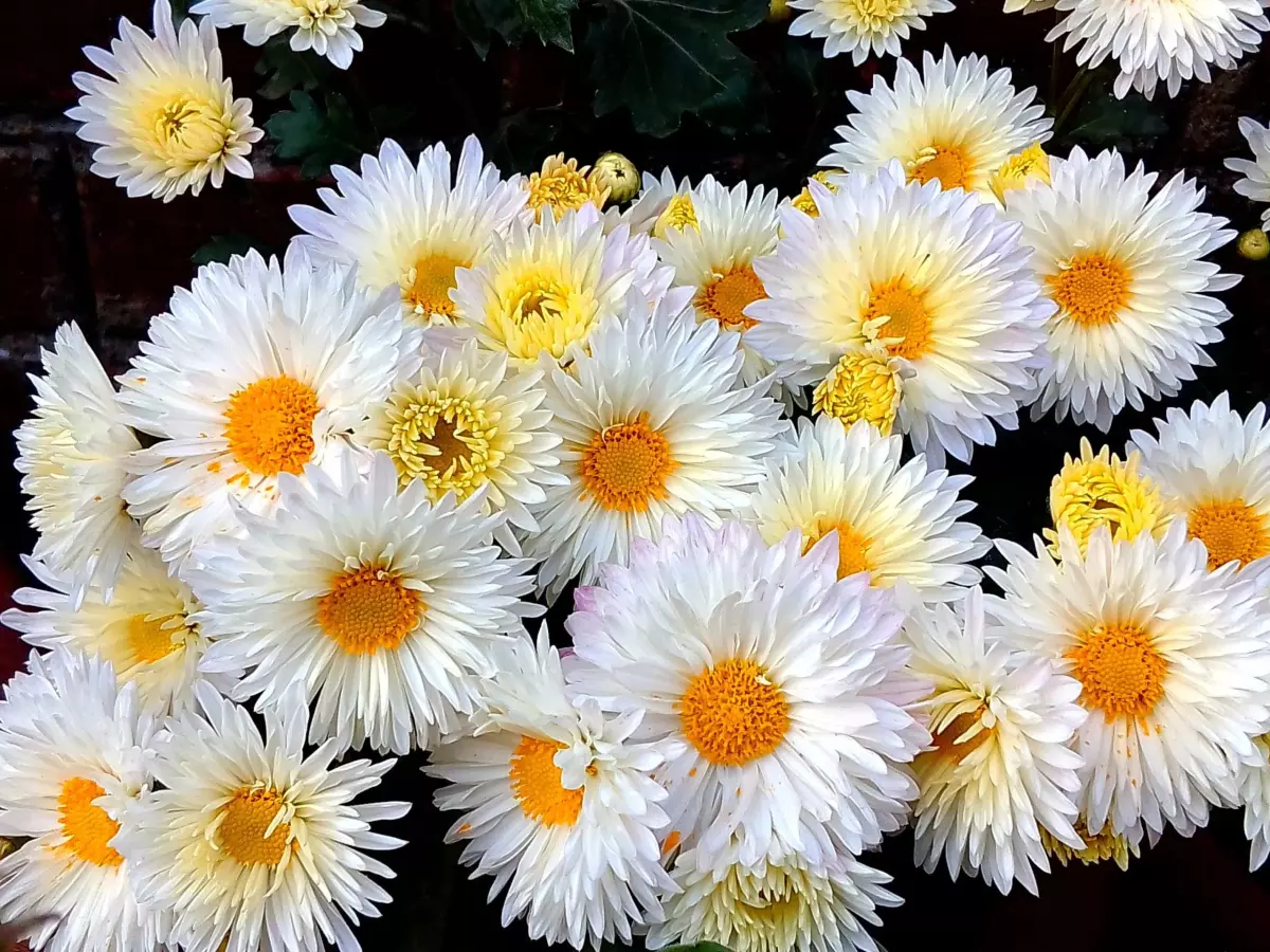 Chrysanthemum (43)