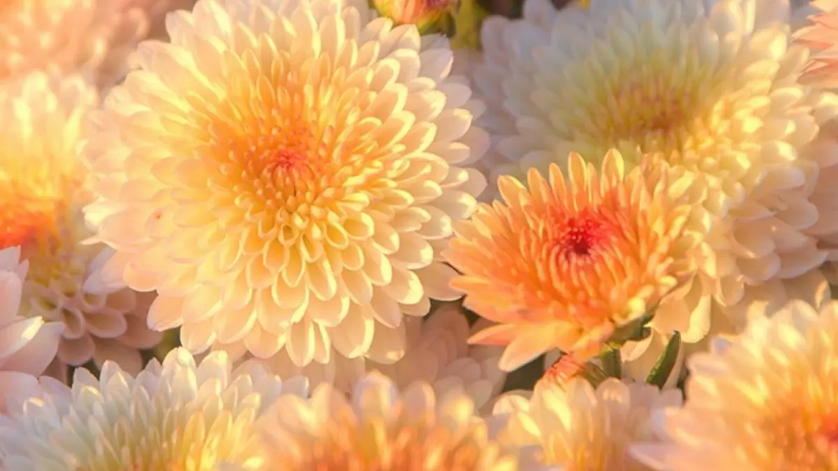 Chrysanthemum (5)